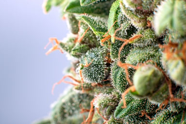 Close dried MJ