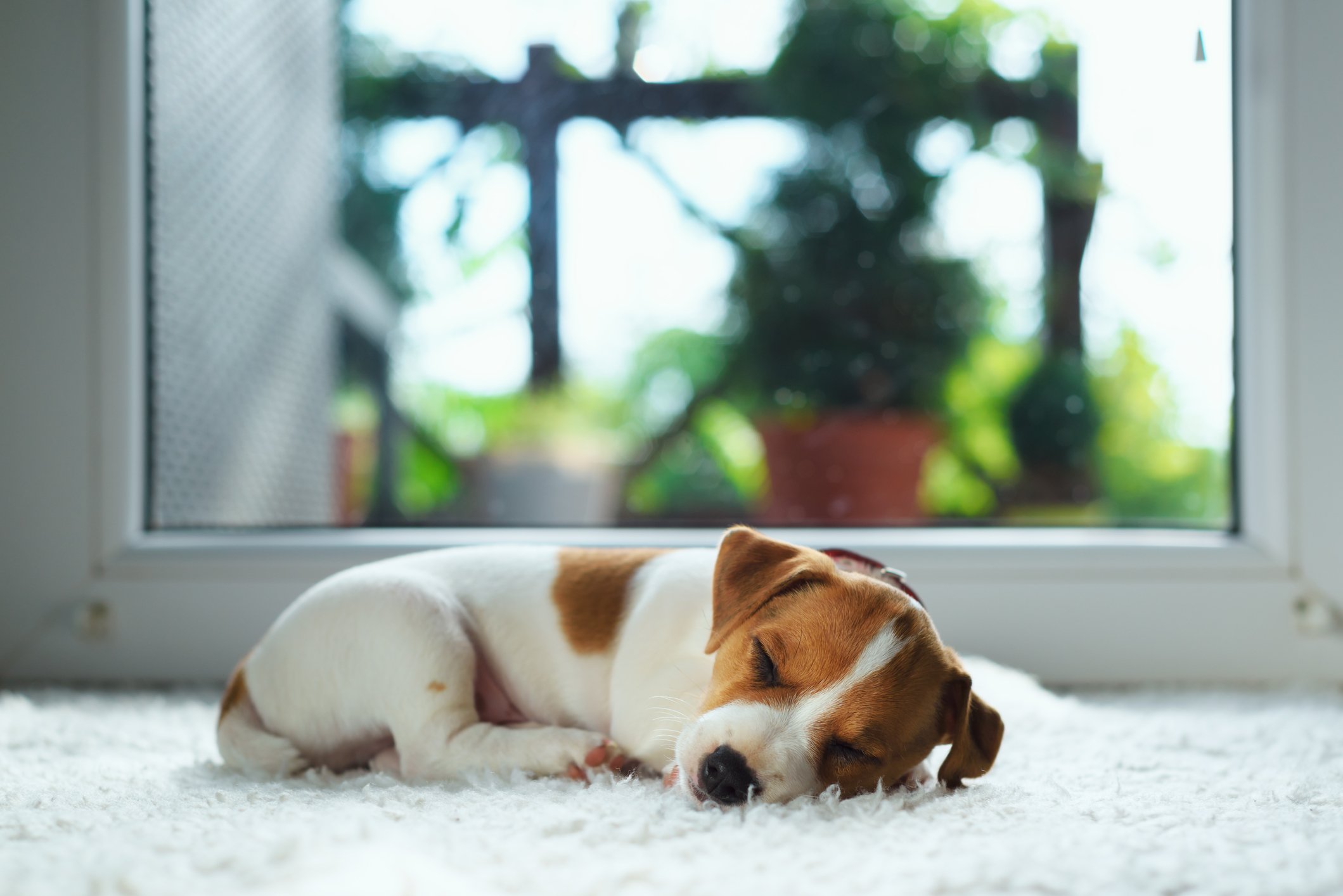 A brown and white puppy curled up on the floor and sleeping.