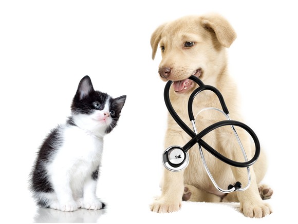 Kitten and puppy holding a stethoscope