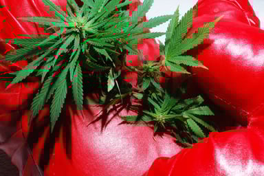 marijuana boxing gloves