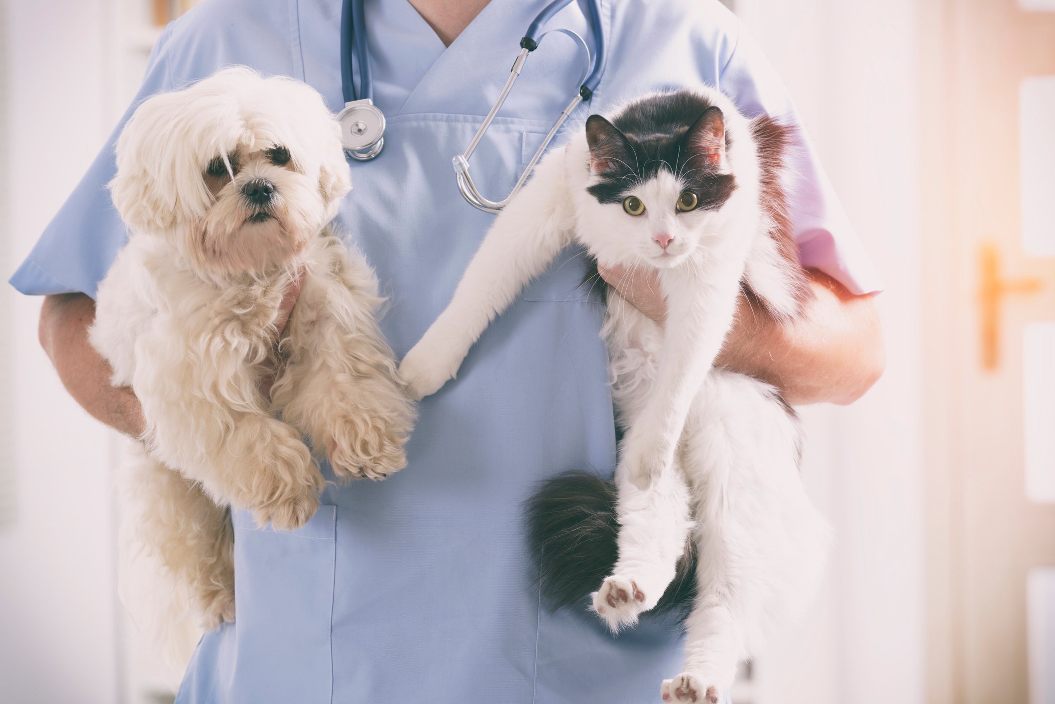 A veterinarian holds a dog under one arm and a cat under the other. 