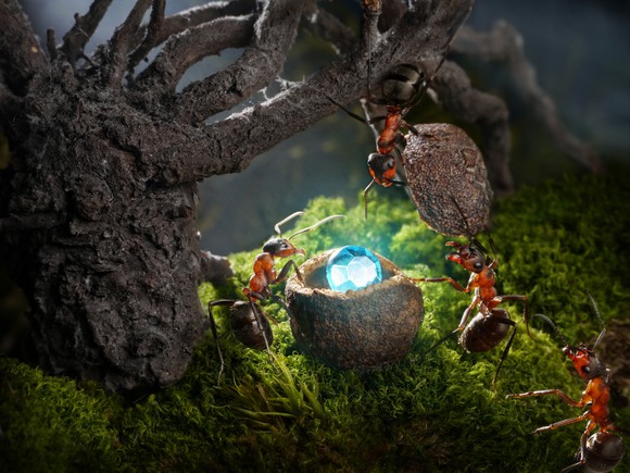 A hidden gem being guarded by ants.