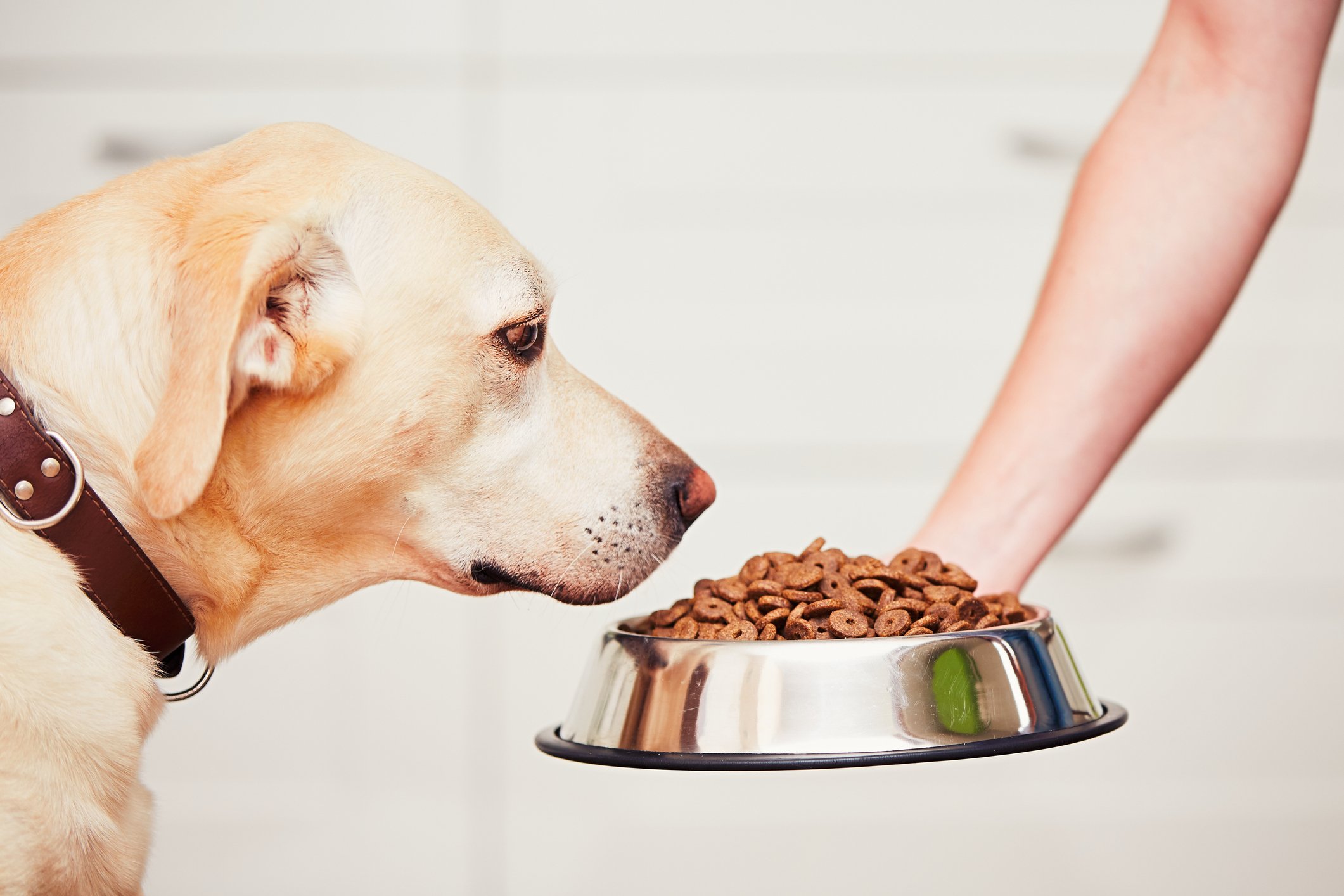 A hand extending a bowl of dog food to a Labrador Retriever.