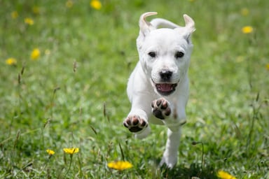 adorable-smiling-running-pitbull-puppy-getty