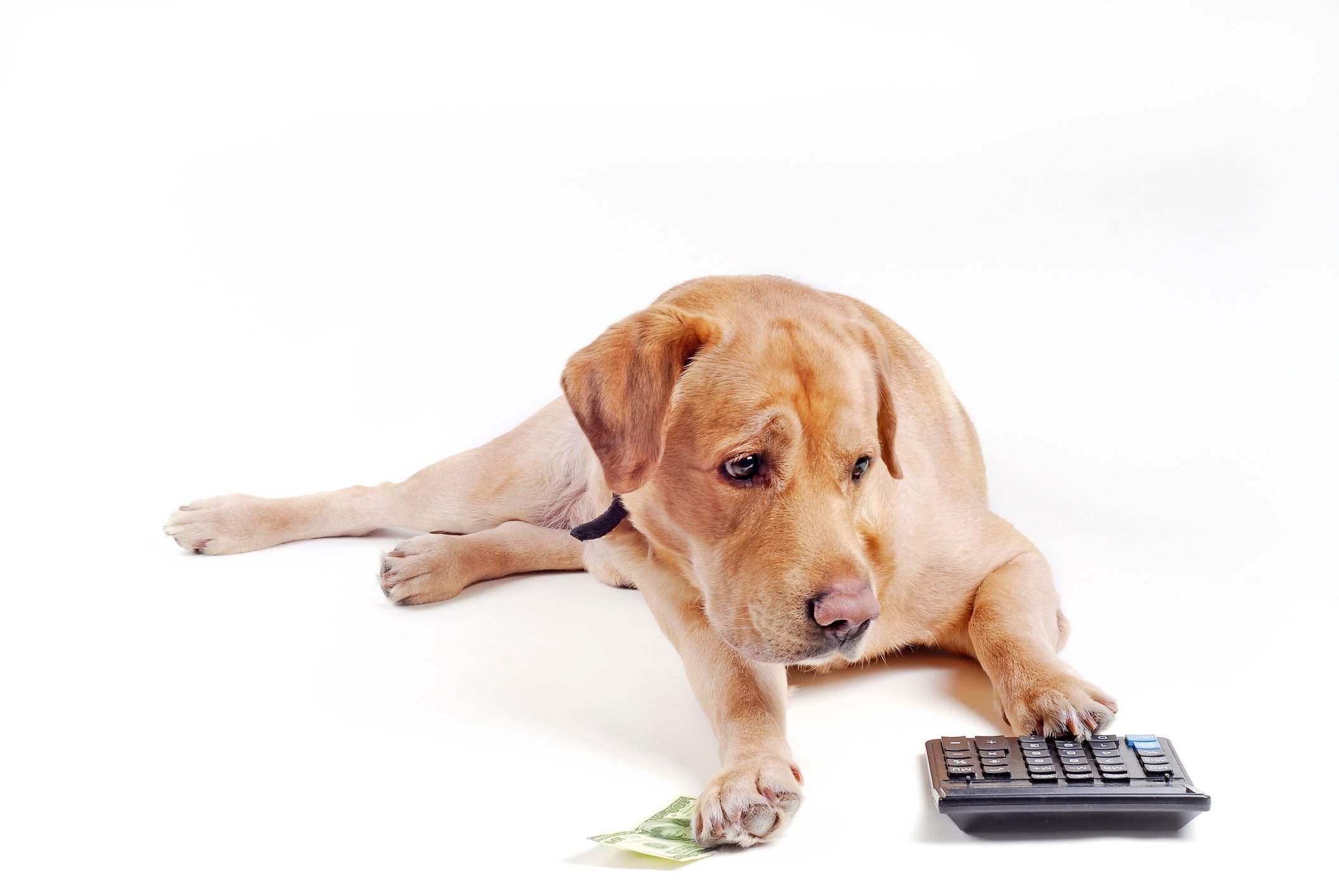 Dog counting cash money with a calculator.