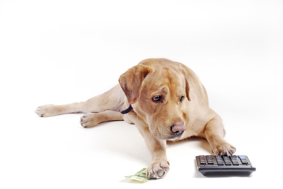 Dog counting cash money with a calculator.
