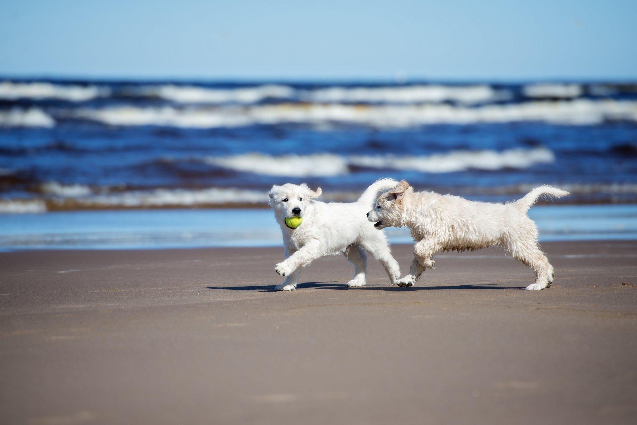Dogs chasing each other on a beach.
