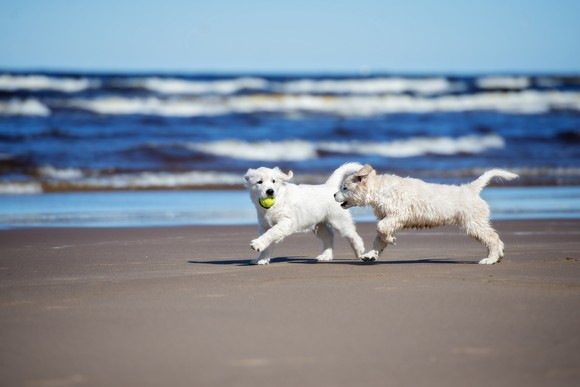 Dogs chasing each other on a beach.