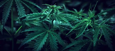 Marijuana