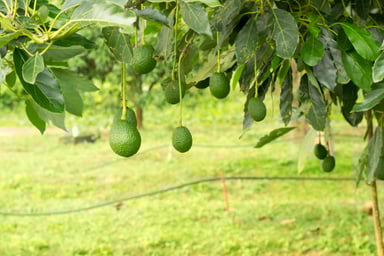 Ripe Avocados Growing on a Tree