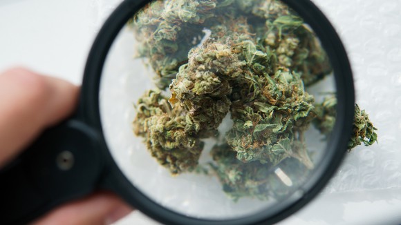 Viewing dry marijuana flower with a hand lens.