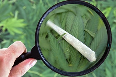 marijuana with maginifying glass