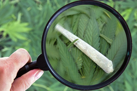 A person looks at a joint on marijuana leaves through a magnifying glass
