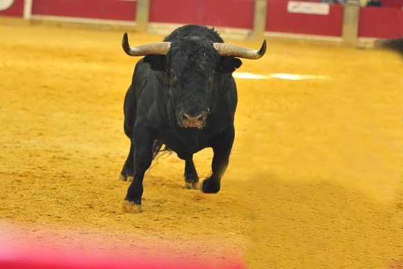 A rampaging bull.