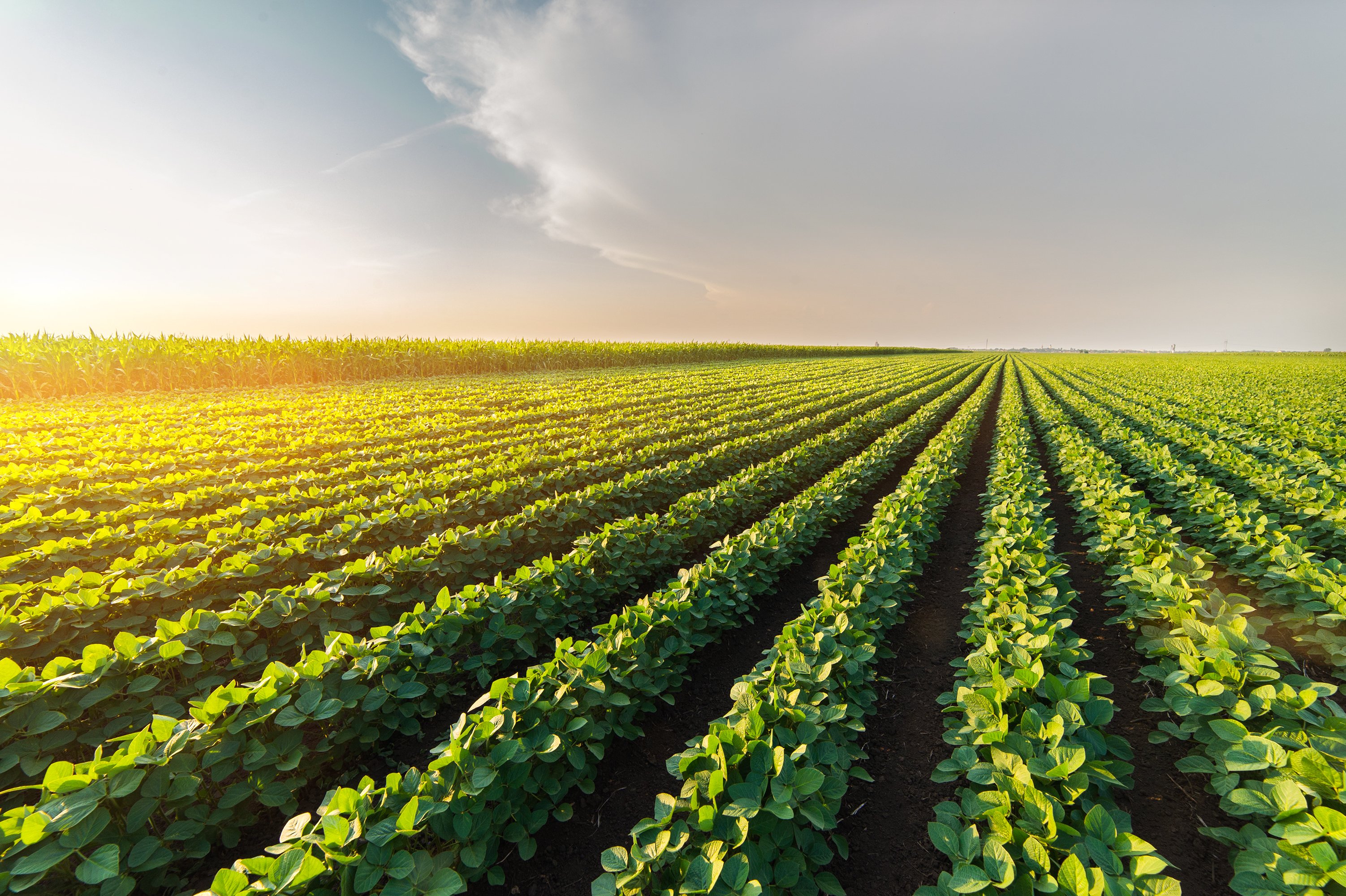 A soybean field. 