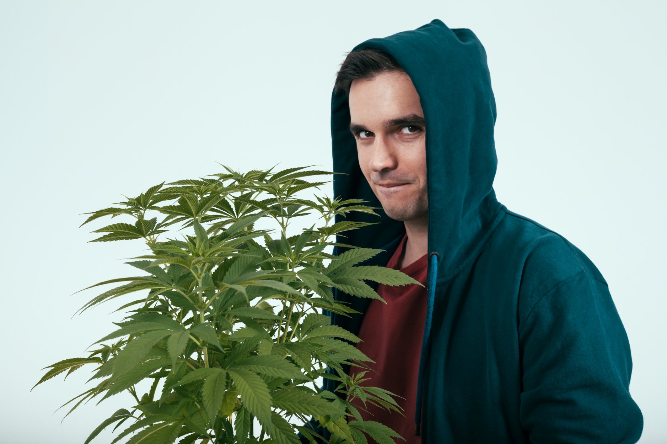 A suspicious looking young man in a blue hoodie holding a potted cannabis plant. 