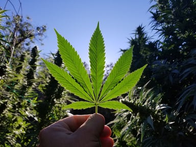 marijuana growing outdoor