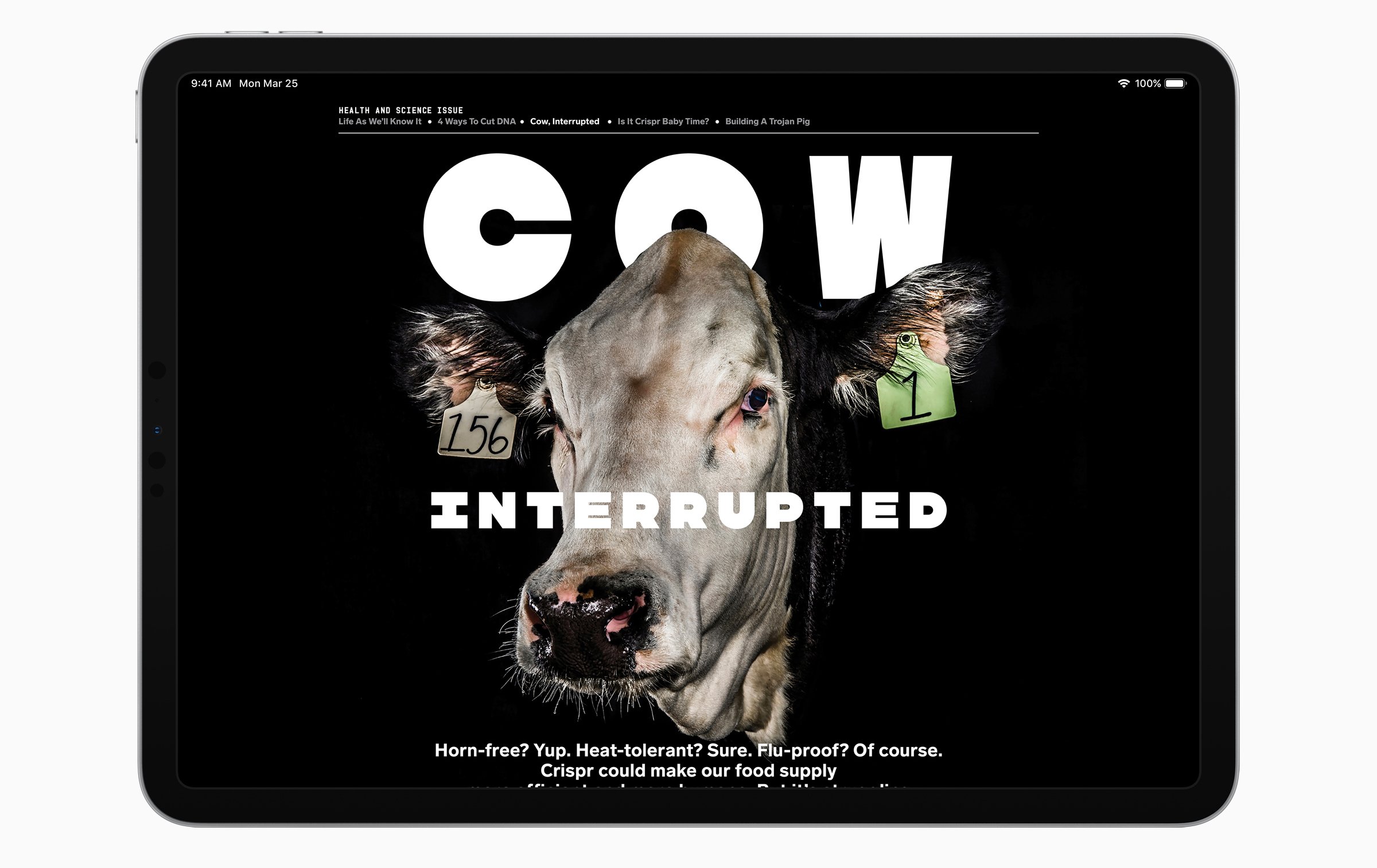 Apple News displaying a Wired story about cows on an iPad