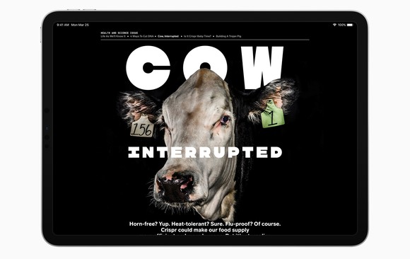Apple News displaying a Wired story about cows on an iPad