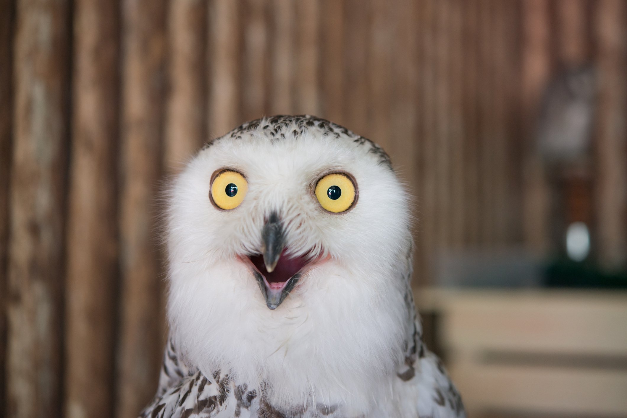 A white owl with yellow eyes makes a funny surprised expression. 