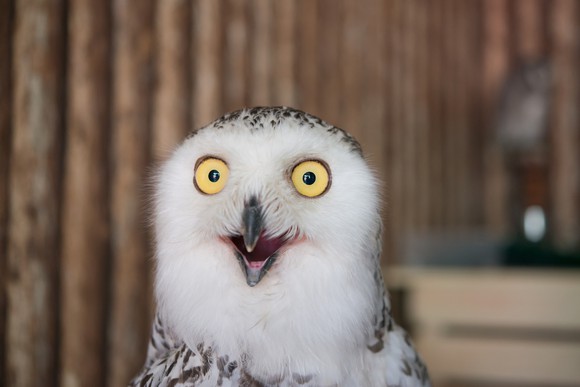 A white owl with yellow eyes makes a funny surprised expression. 