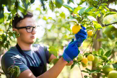 Young Farmer Examining Lemons