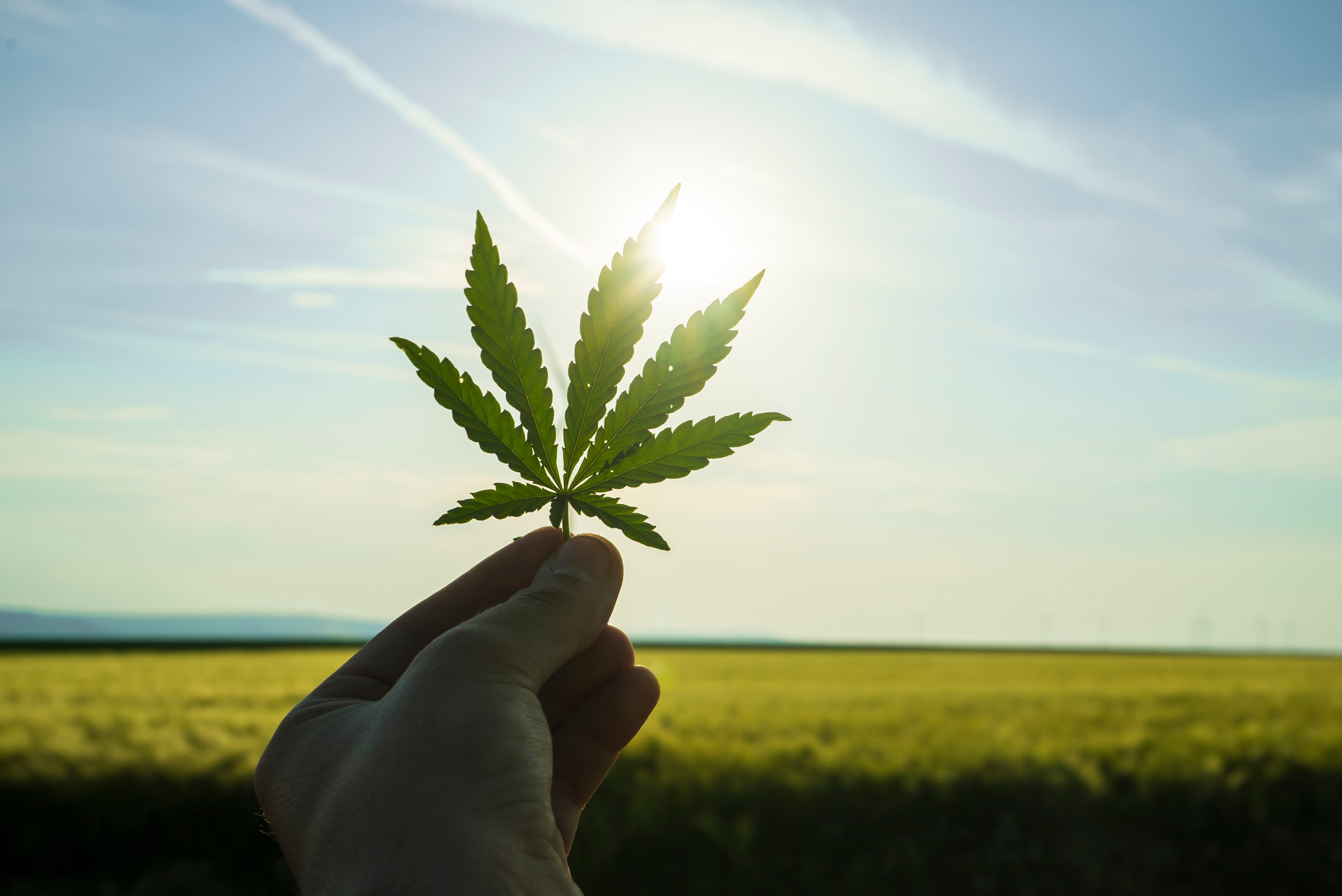 A person holding a marijuana leaf up to the sun 