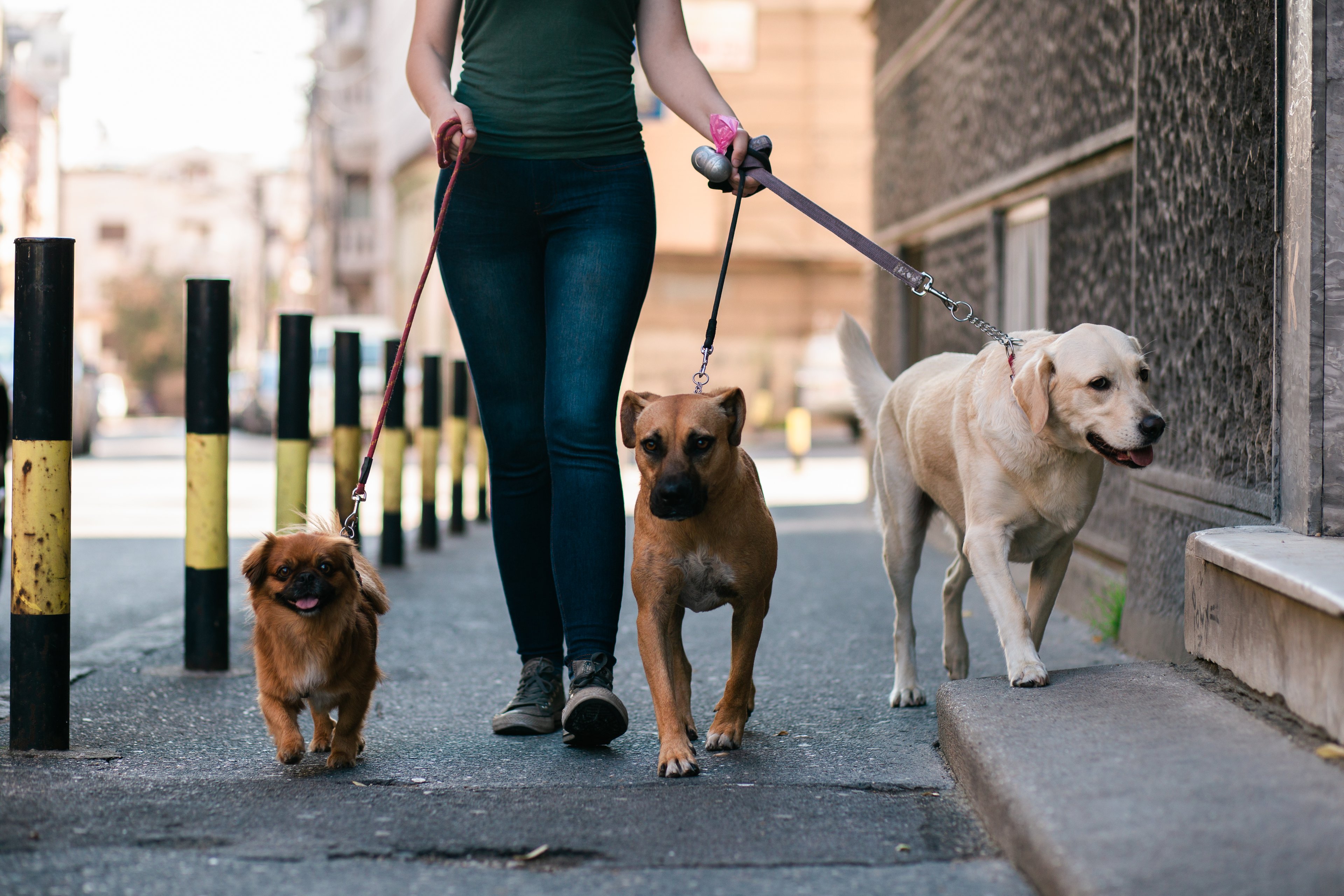 A dog walker has 3 dogs on a leash