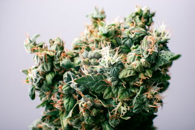MJ BUD UPCLOSE