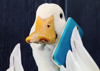 AFL duck big 2
