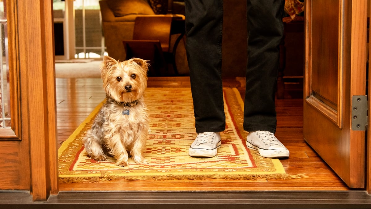 A dog sitting in the doorway with its owner standing nearby.