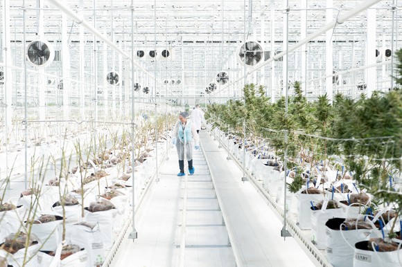 Hexo employees in the company's grow facility.