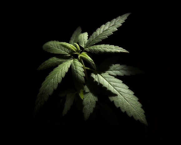 A young cannabis plant in a dark background.