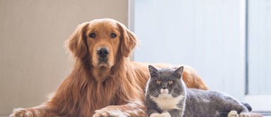walmart pets