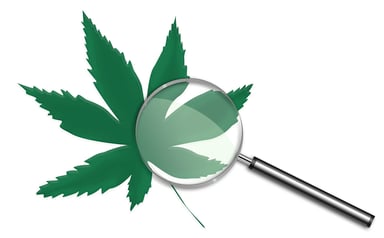 Marijuana and magnifying glass