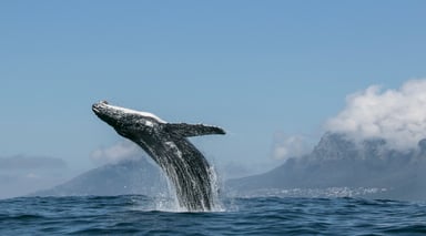 Netflix Our Planet Humpback Whale Breaching