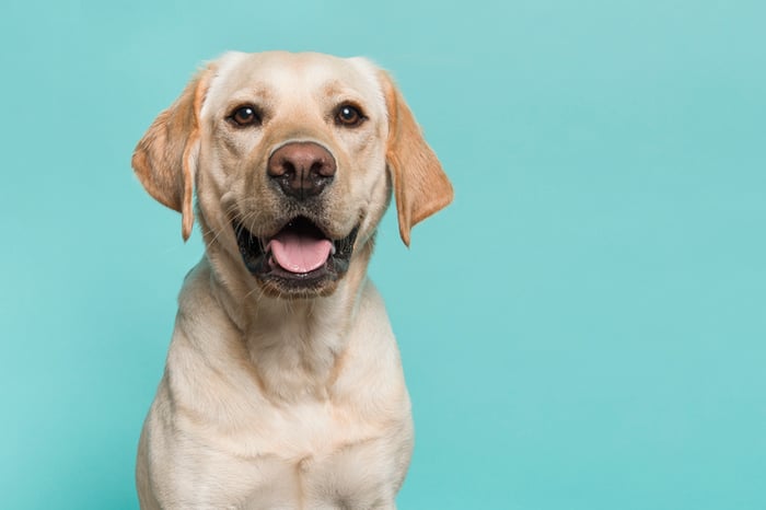 A good boy.
