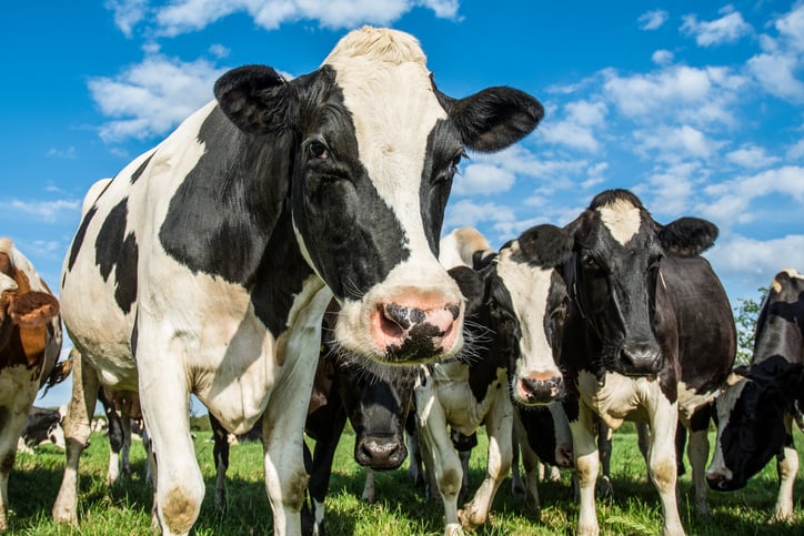 A crowd of cows standing in a field.