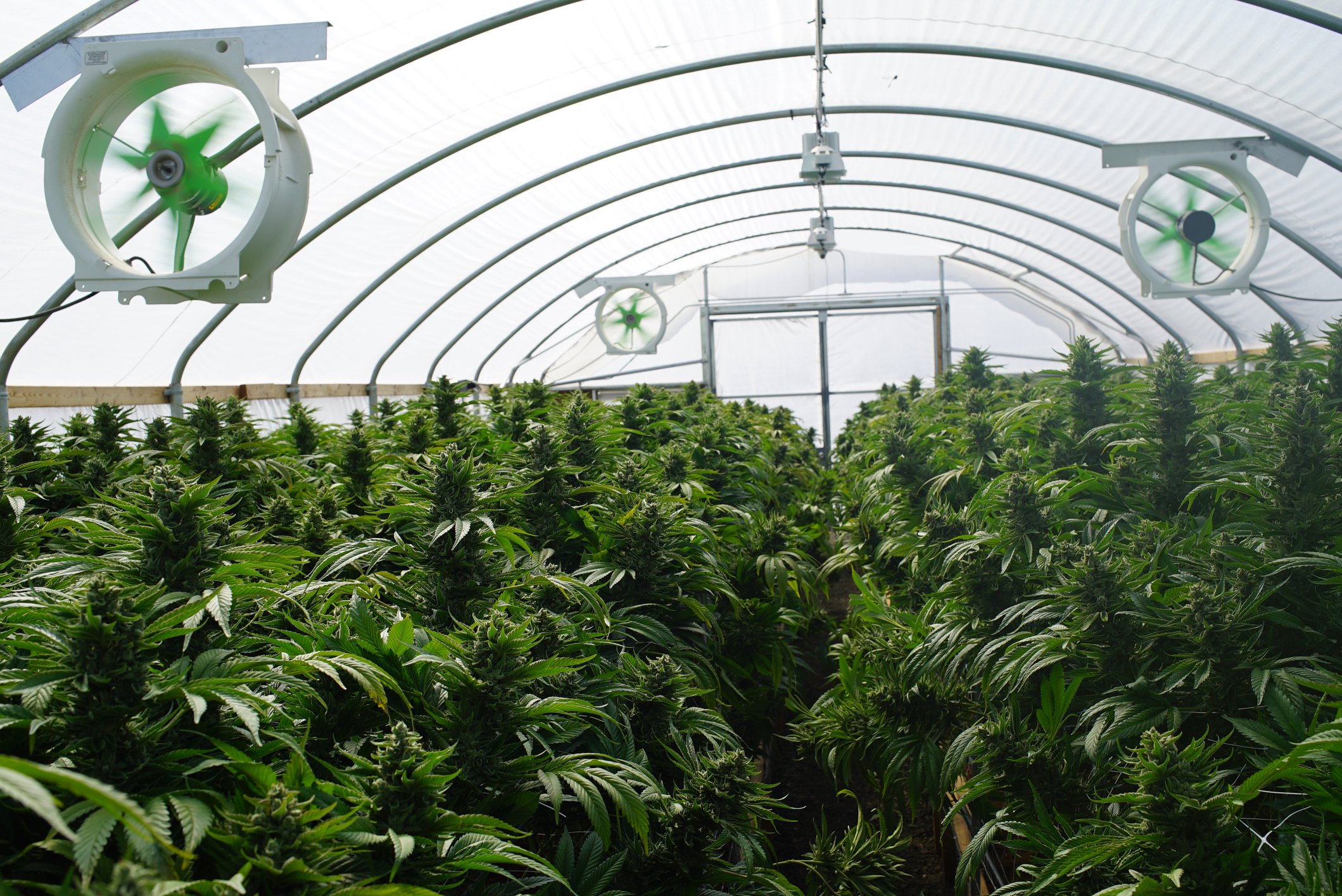 Marijuana plants growing inside a greenhouse. 