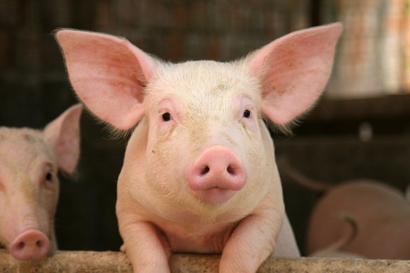 Pigs leaning on a fence at a farm