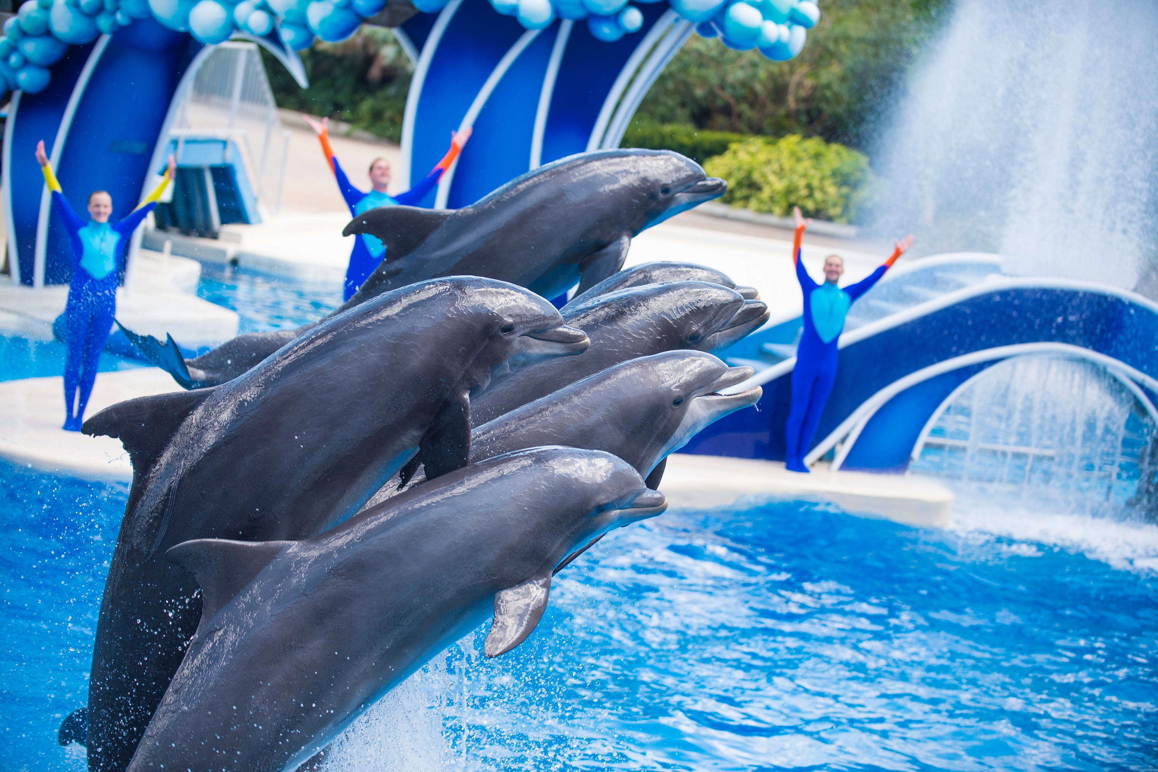 The Dolphin show at SeaWorld Orlando.