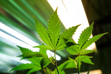 Marijuana plant under lights