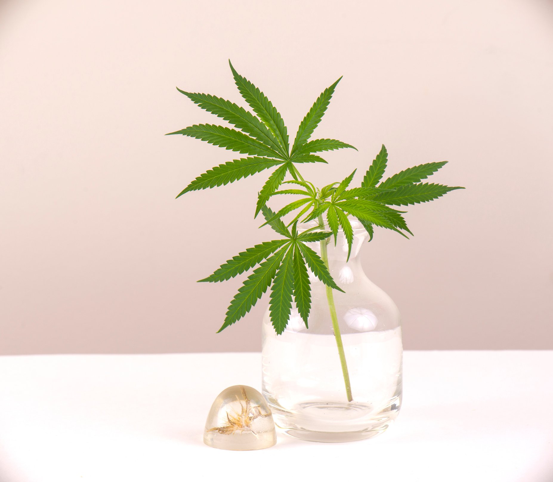Marijuana leaves in a vase