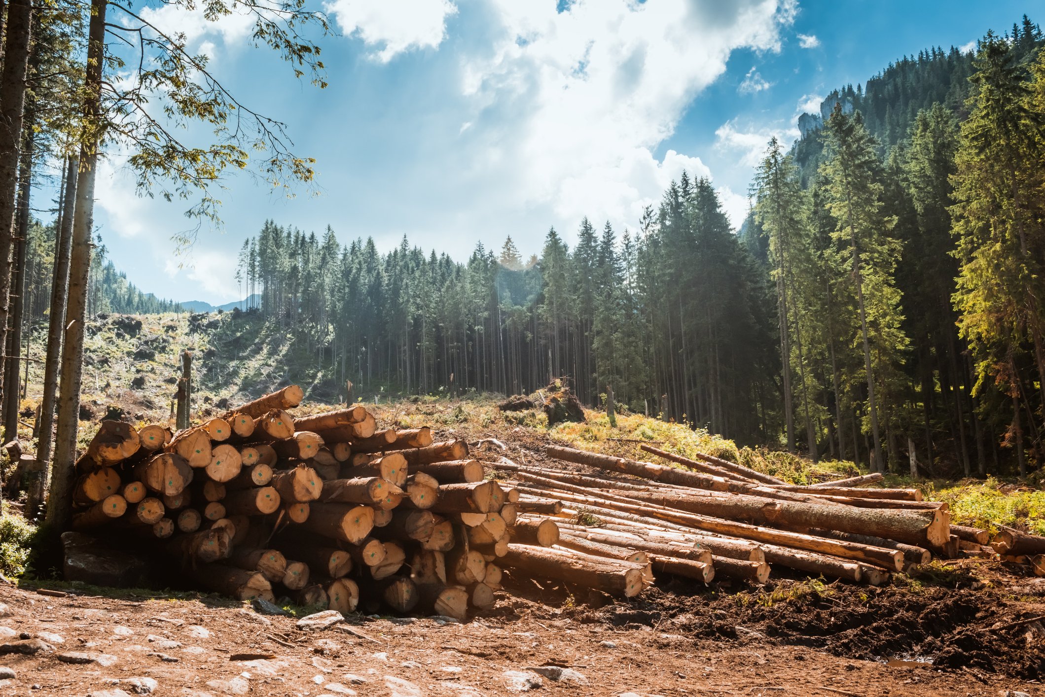 Log stacks along the forest road source getty