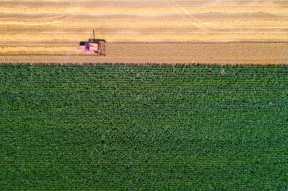 A bird's-eye view of a corn field.