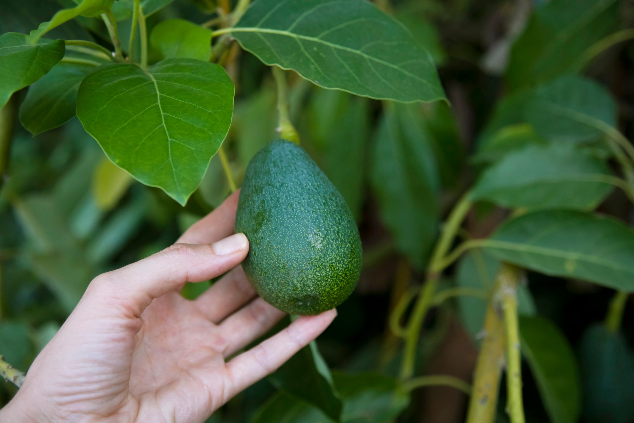 An avocado being harvested by a hand.