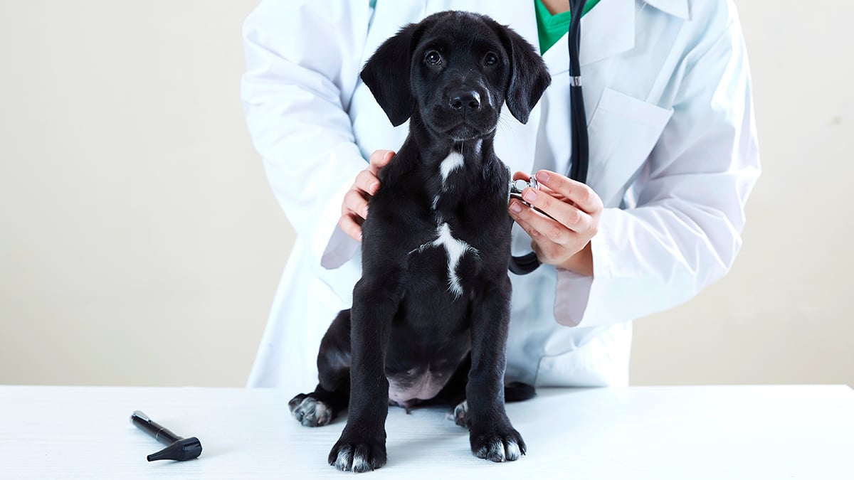 A vet performing an examination on a black puppy.