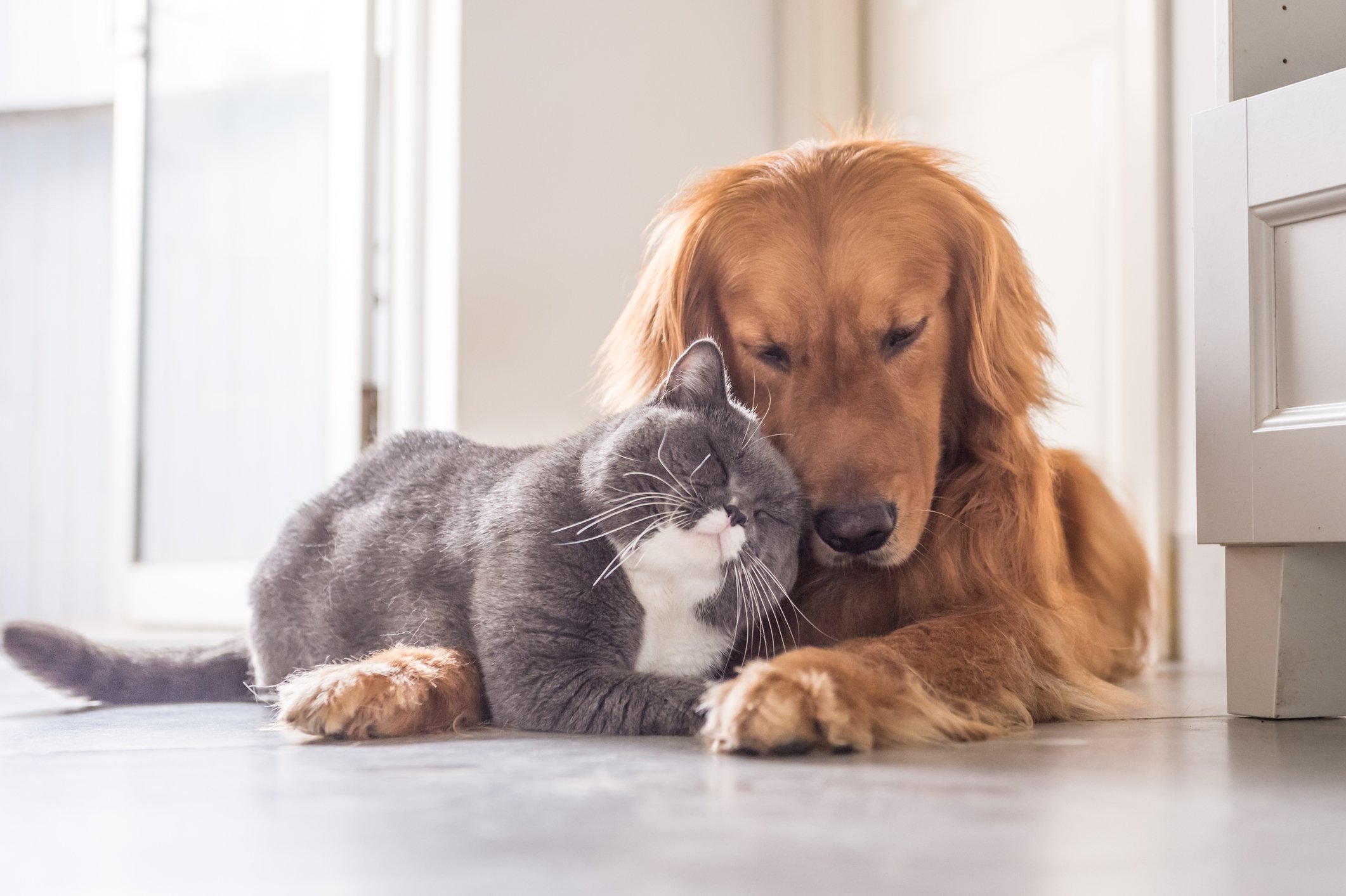 A cat and a dog nuzzling each other