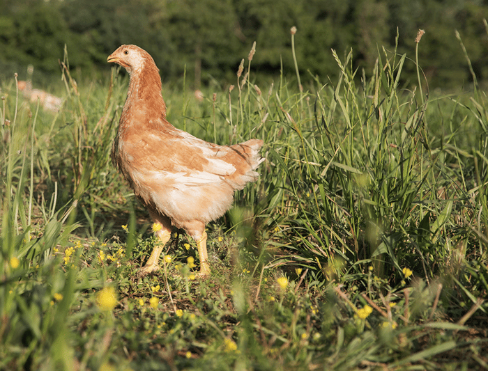 A chicken in a field