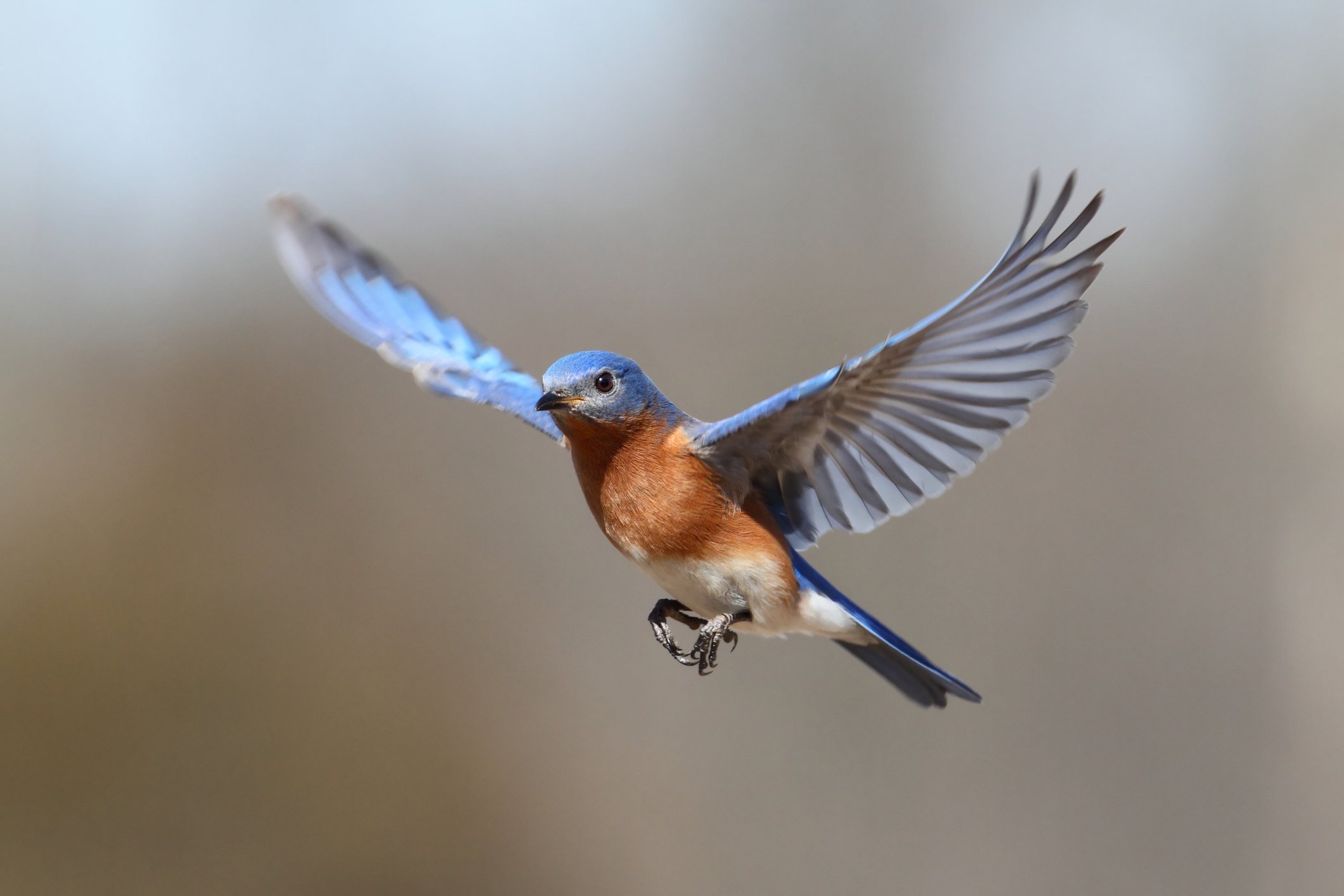 Bluebird in flight.